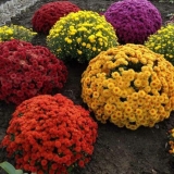 Kako seći krizanteme u proleće